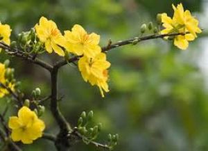 Xuân thiên nhiên sẽ đến, Xuân thánh đức chưa về