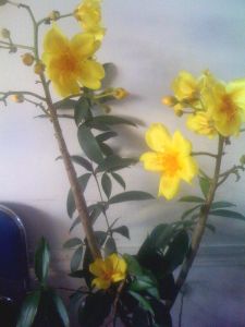 KHAI XUÂN TIẾN ĐỨC