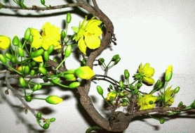 Tâm sự của mùa Xuân