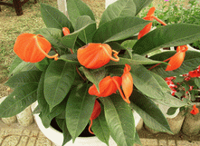 Câu chuyện đầu năm