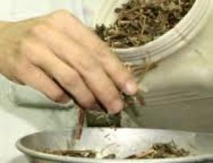 VỊ THUỐC DẪN CỦA ĐỨC ĐẠO TỔ